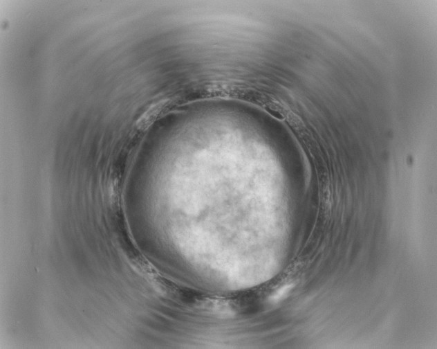 X0000088370276200706121127