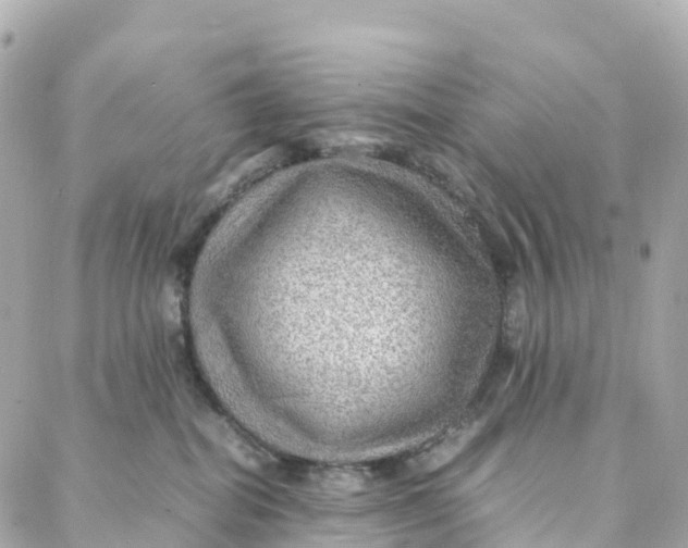 X0000088370282200706121128