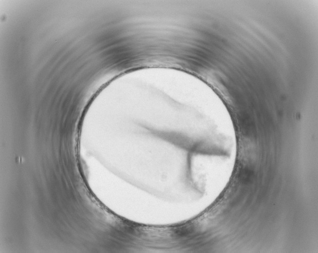 X0000088370856200706121118