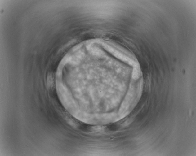 X0000088370335200706191249