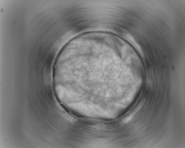 X0000088371388200706191232