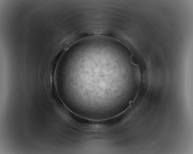 X0000088380741200705221053
