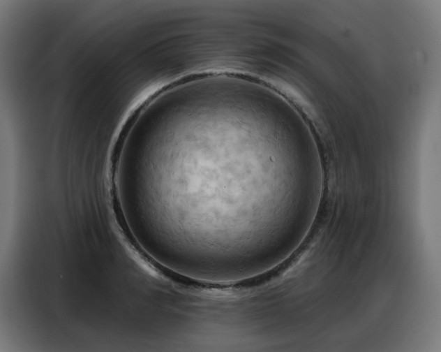 X0000088380990200705221050