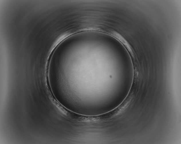 X0000088381002200705221050