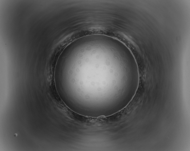 X0000088381015200705221049