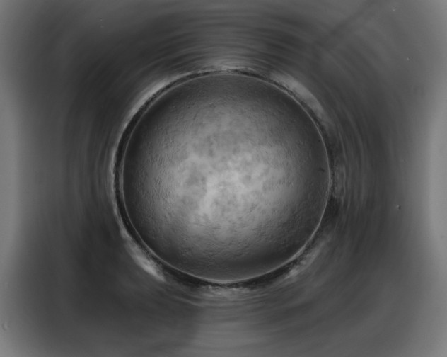 X0000088381039200705221049