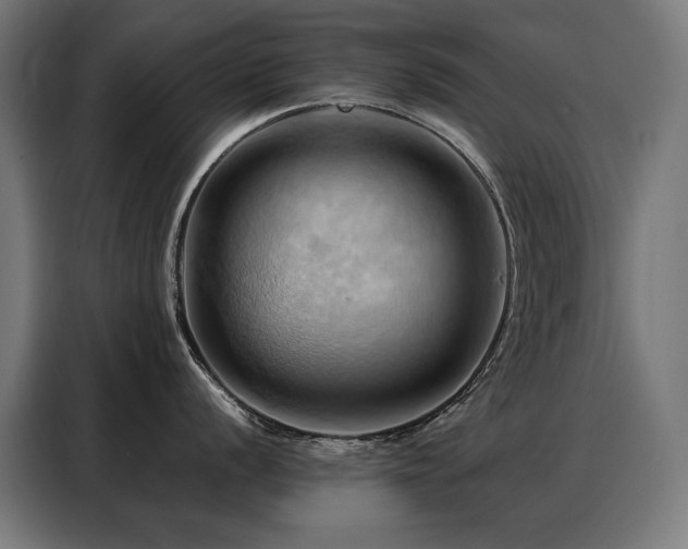 X0000088381056200705221049