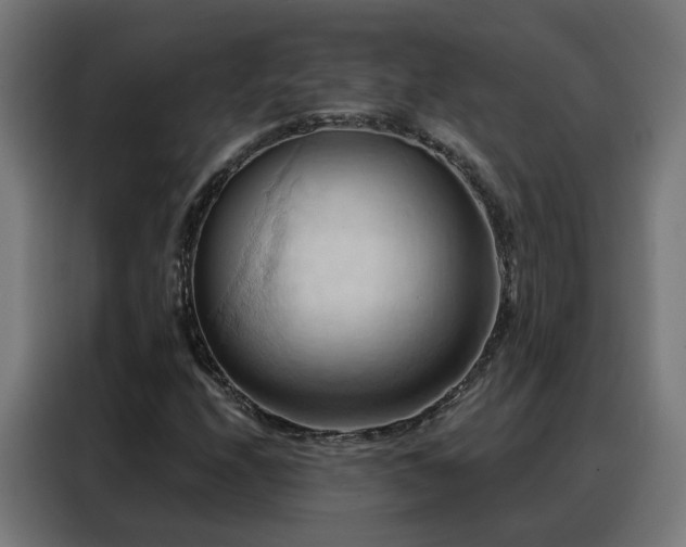 X0000088381208200705221046