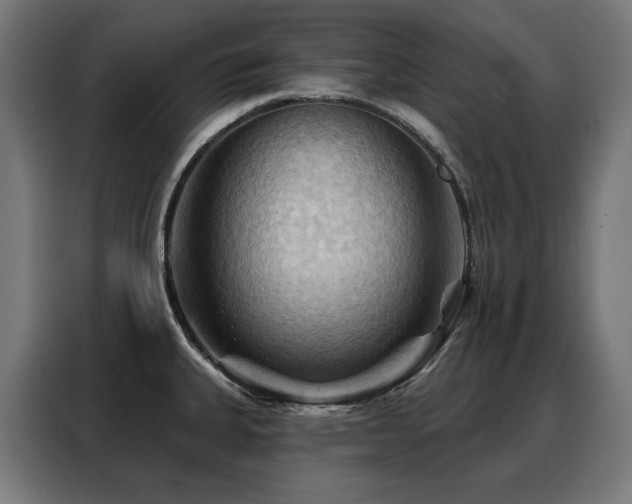 X0000088381335200705221046