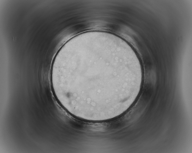 X0000088381338200705221046