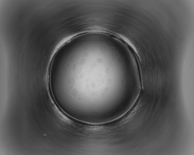X0000088381387200705221044