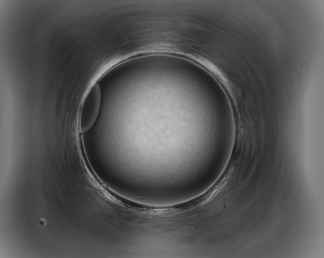 X0000088381390200705221044