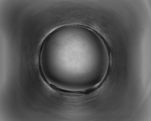 X0000088381500200705221043