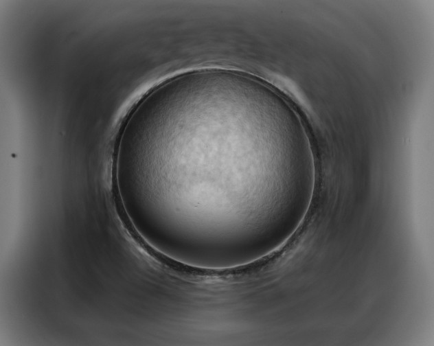 X0000088381504200705221043