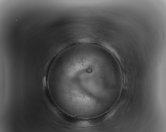 X0000088380061200705291356