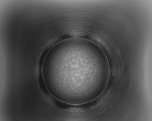 X0000088380690200705291348
