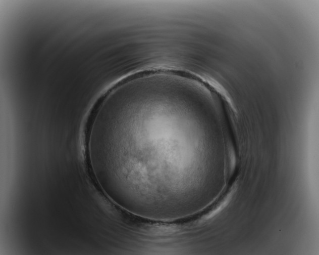 X0000088380981200705291344