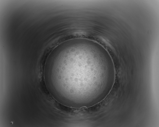 X0000088381015200705291343