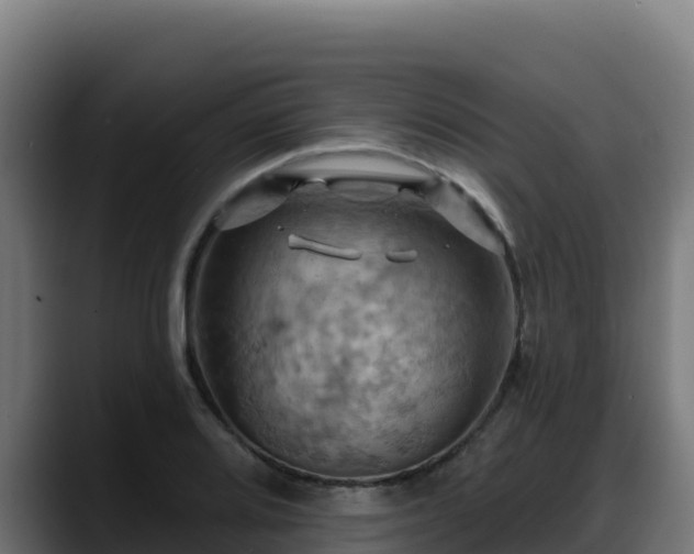 X0000088381080200705291343