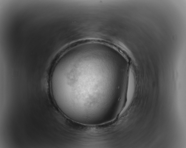 X0000088381360200705291339