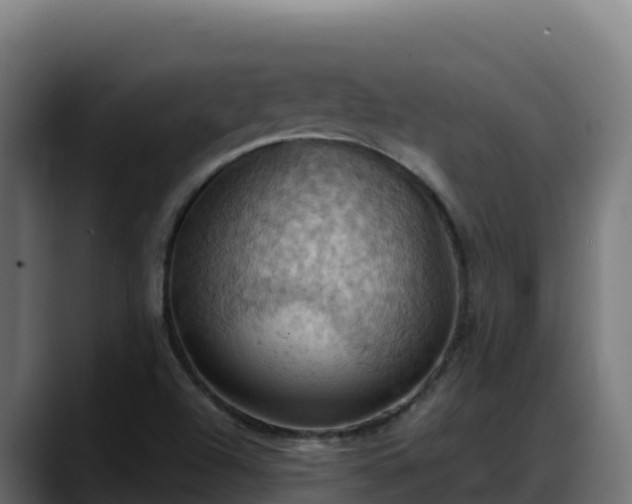 X0000088381504200705291337
