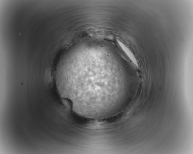 X0000088380607200706051101