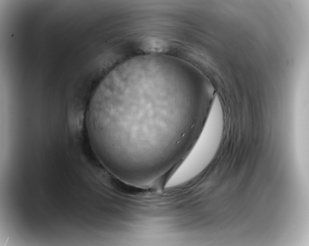 X0000088380652200706051100
