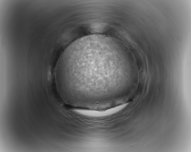 X0000088380655200706051100
