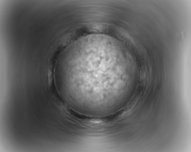 X0000088380749200706051059
