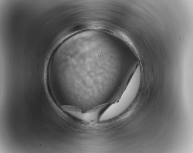 X0000088380803200706051058