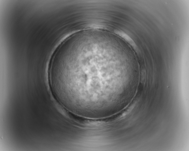 X0000088381039200706051056
