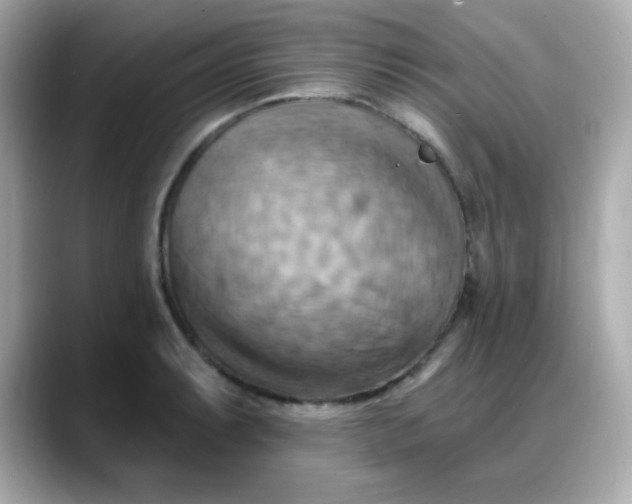 X0000088381087200706051055