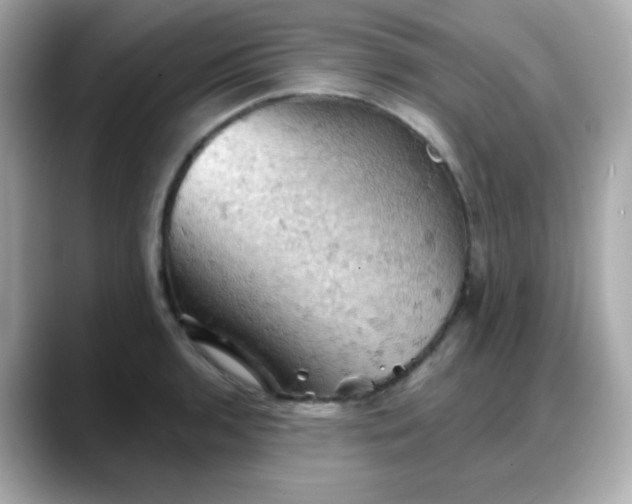 X0000088381136200706051055