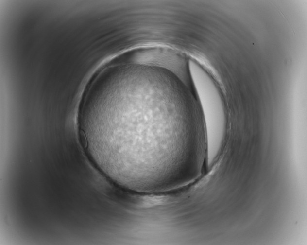 X0000088381181200706051054