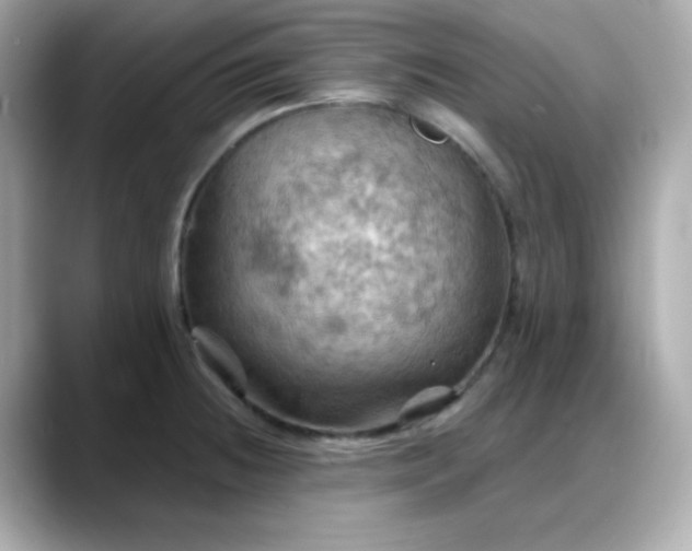 X0000088381236200706051054