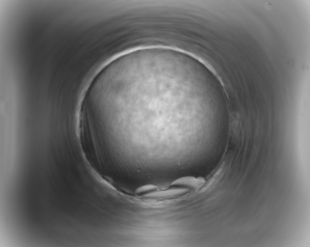 X0000088381535200706051050