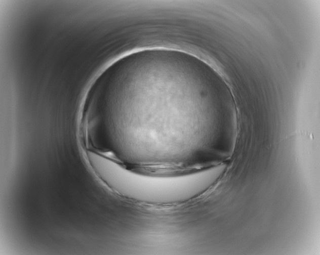 X0000088381536200706051050