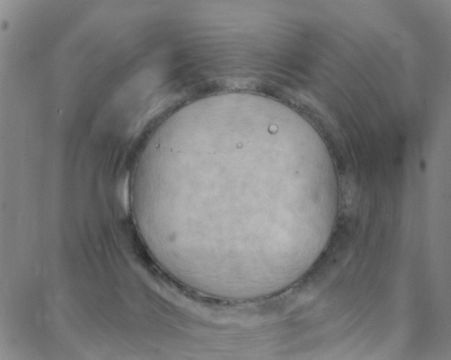 X0000088380028200706121156