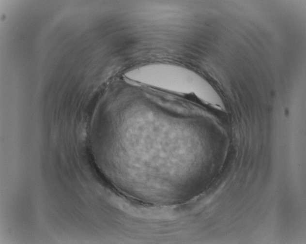 X0000088380032200706121156