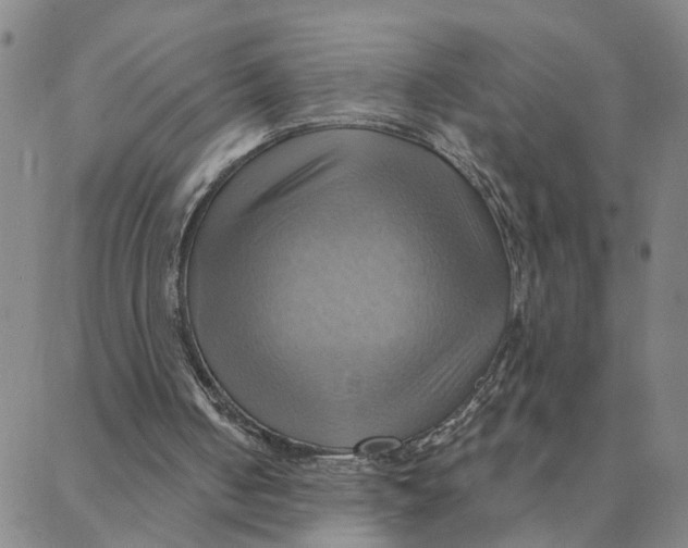 X0000088380050200706121155