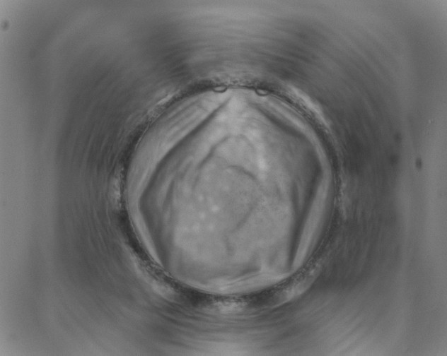 X0000088380065200706121155