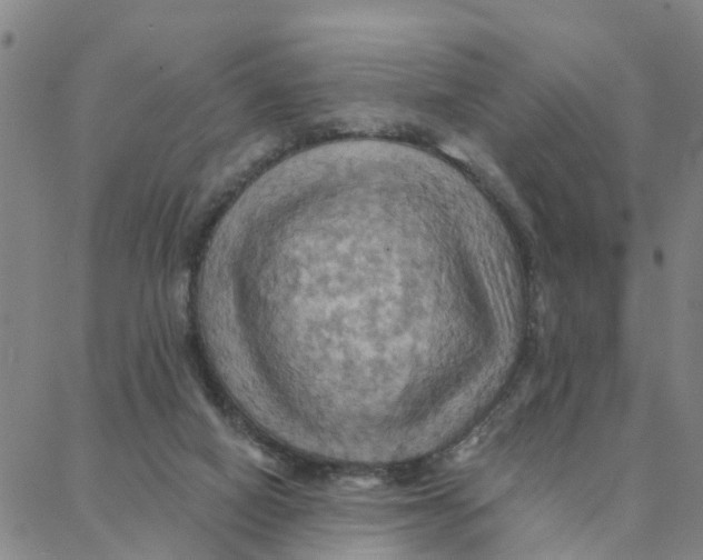 X0000088380066200706121155