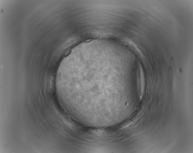 X0000088380071200706121155