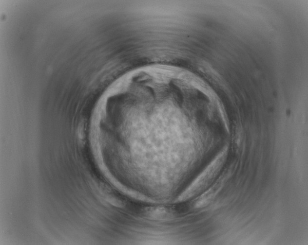 X0000088380074200706121155