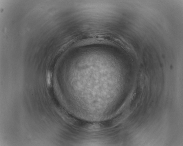 X0000088380075200706121155