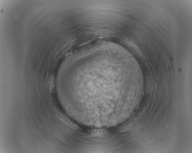 X0000088380077200706121155