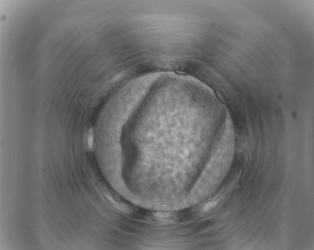 X0000088380095200706121156