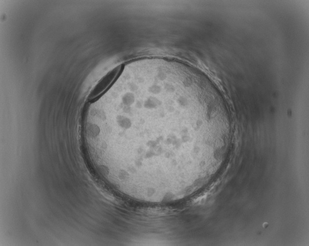 X0000088380103200706121155