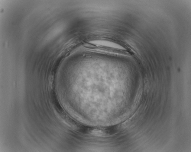 X0000088380171200706121154