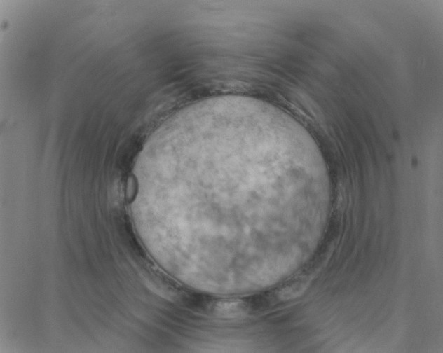 X0000088380173200706121154